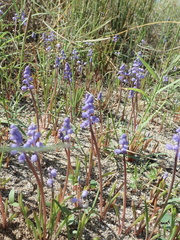 Muscari parviflorum