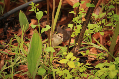 Rattling Cisticola