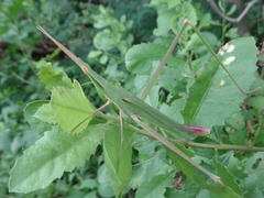 Acrida cinerea