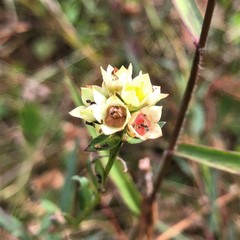Ludwigia suffruticosa
