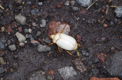 Platycoelia lutescens