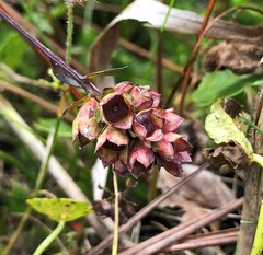 Ludwigia suffruticosa