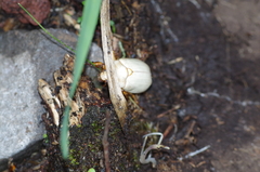 Platycoelia lutescens