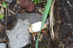Platycoelia lutescens