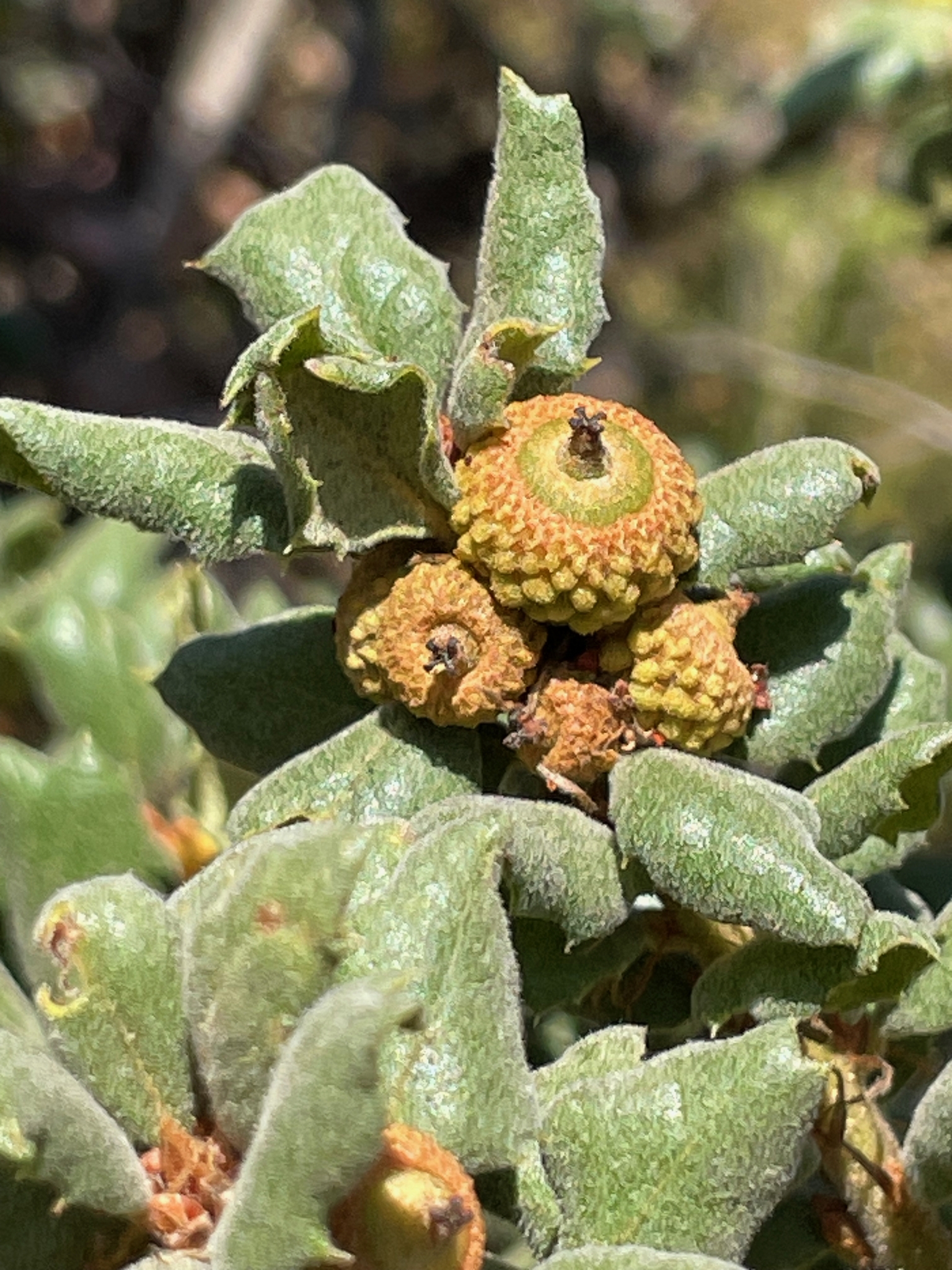 Quercus durata var. durata