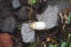 Platycoelia lutescens
