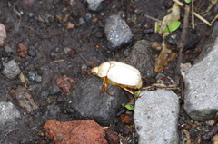 Platycoelia lutescens