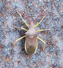 Gonocerus insidiator