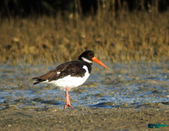 Haematopus ostralegus