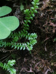 Selaginella helvetica