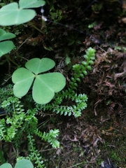 Selaginella helvetica