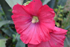 Alcea rosea