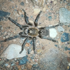 Harpactira