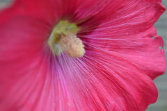 Alcea rosea