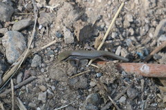 Trachylepis tessellata