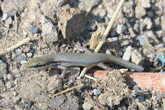 Trachylepis tessellata