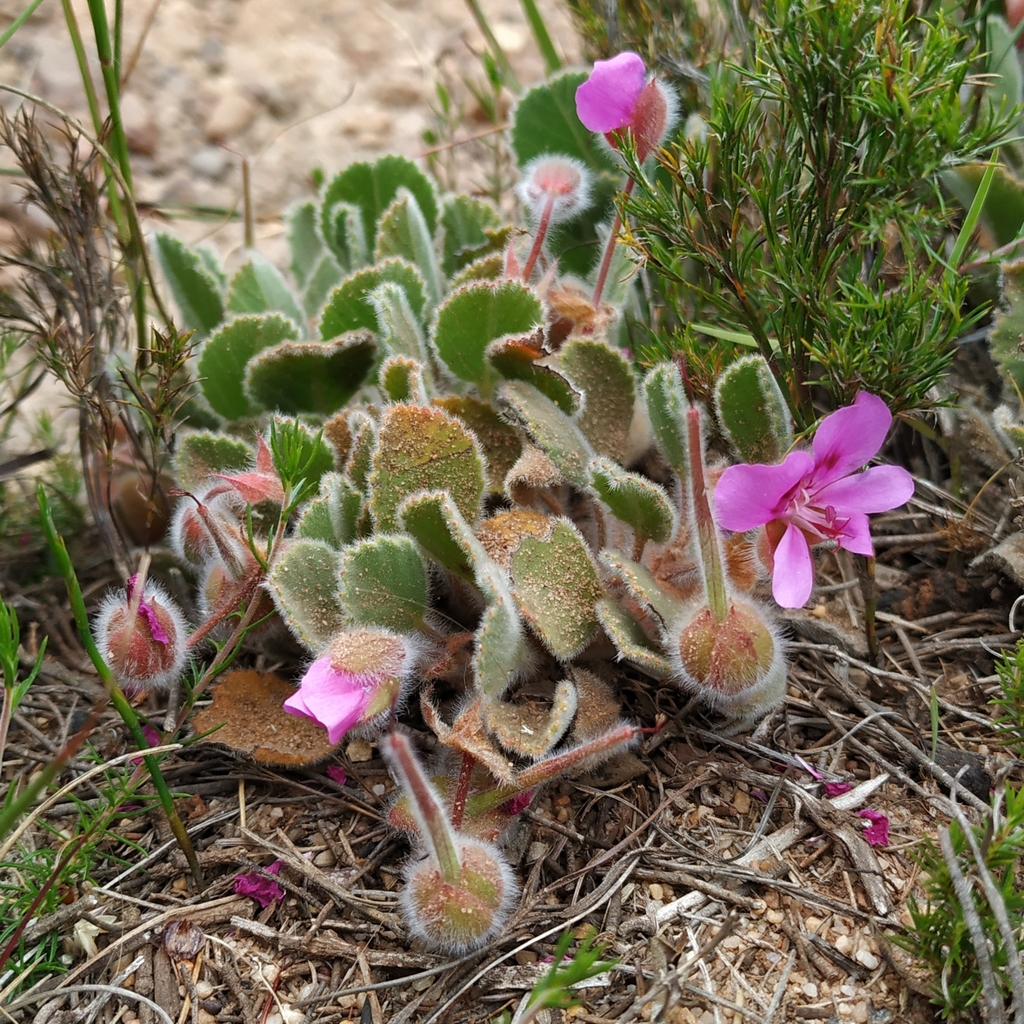 High Ovalleaf Storksbill In October 2019 By Mario Mairal · Inaturalist