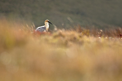 Theristicus branickii
