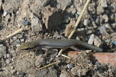 Trachylepis tessellata