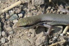 Trachylepis tessellata