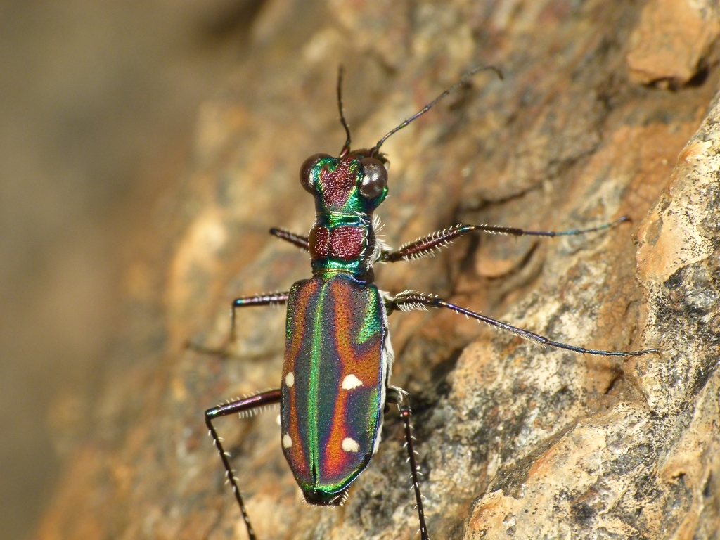 Crimson Tethys Tiger Beetle