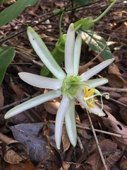 Passiflora mucronata