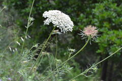 Daucus carota
