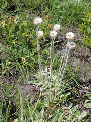 Helichrysum ecklonis