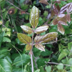 Lardizabala biternata