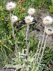 Helichrysum ecklonis