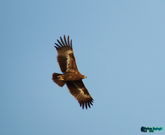 Aquila nipalensis