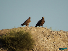 Aquila nipalensis
