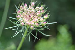 Daucus carota
