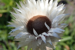 Helichrysum ecklonis