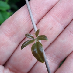 Lardizabala biternata