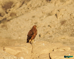 Aquila nipalensis