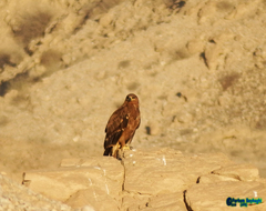 Aquila nipalensis