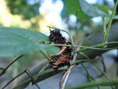 Troides aeacus formosanus
