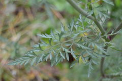 Daucus carota