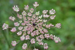 Daucus carota