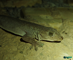 Hemidactylus flaviviridis