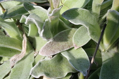 Helichrysum ecklonis