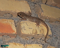 Hemidactylus flaviviridis