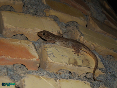 Hemidactylus flaviviridis