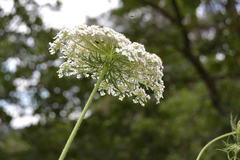 Daucus carota