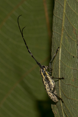 Epepeotes uncinatus