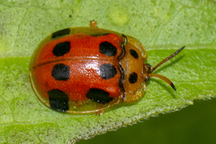 Basiprionota decemmaculata
