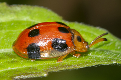 Basiprionota decemmaculata