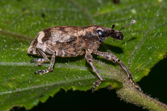 Atactogaster inducens