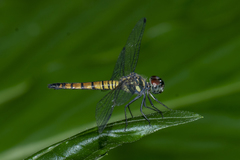 Brachydiplax